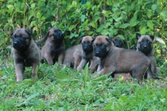 Cucciolata del 6.6.2013, tutti insieme